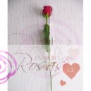 Rosa Dia de la Mujer (10 unidades)