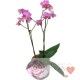 EXCLUSIVO Hermosas Orquídeas doble